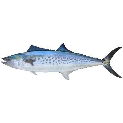Fish Identification - Spotted Mackerel by Addict Tackle