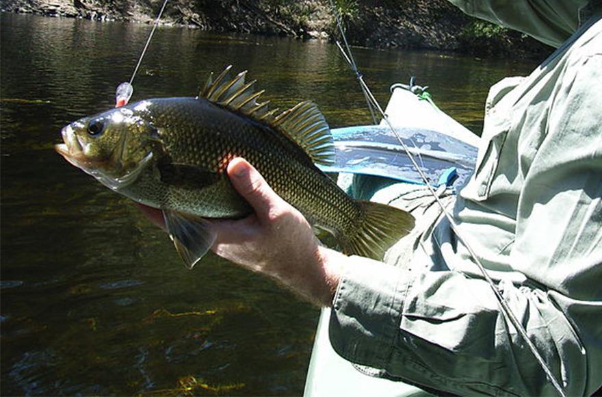 Topwater bassing - Catching Australian Bass topwater - Addict Tackle