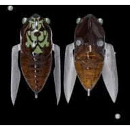 Megabass Siglett Cicada - Addict Tackle