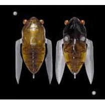 Megabass Siglett Cicada - Addict Tackle