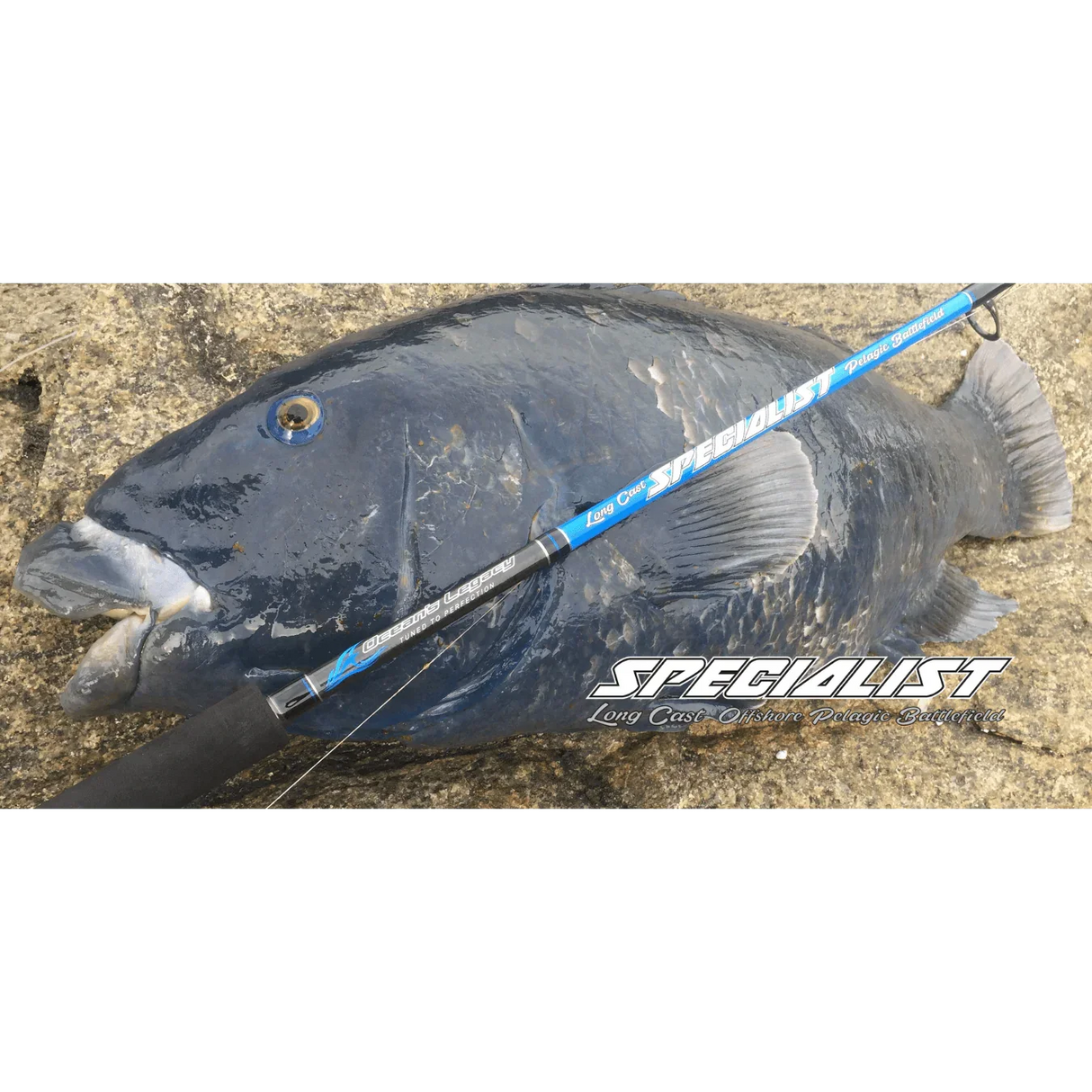 Oceans Legacy Specialist Spin Fishing Rod by Oceans Legacy at Addict Tackle
