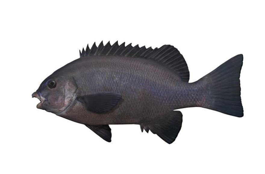 Black drummer in the wash - Addict Tackle