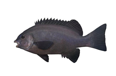 Black drummer in the wash - Addict Tackle