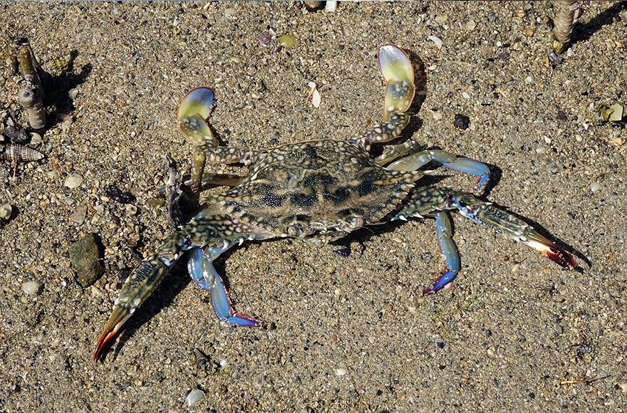Blue swimmer crab basics - Addict Tackle