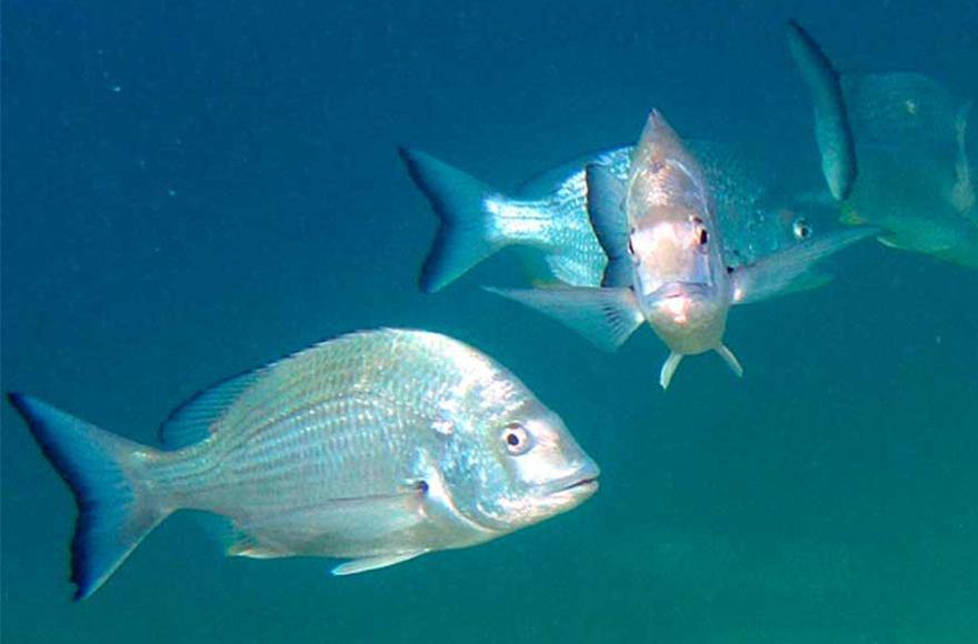Bream in the city - Addict Tackle