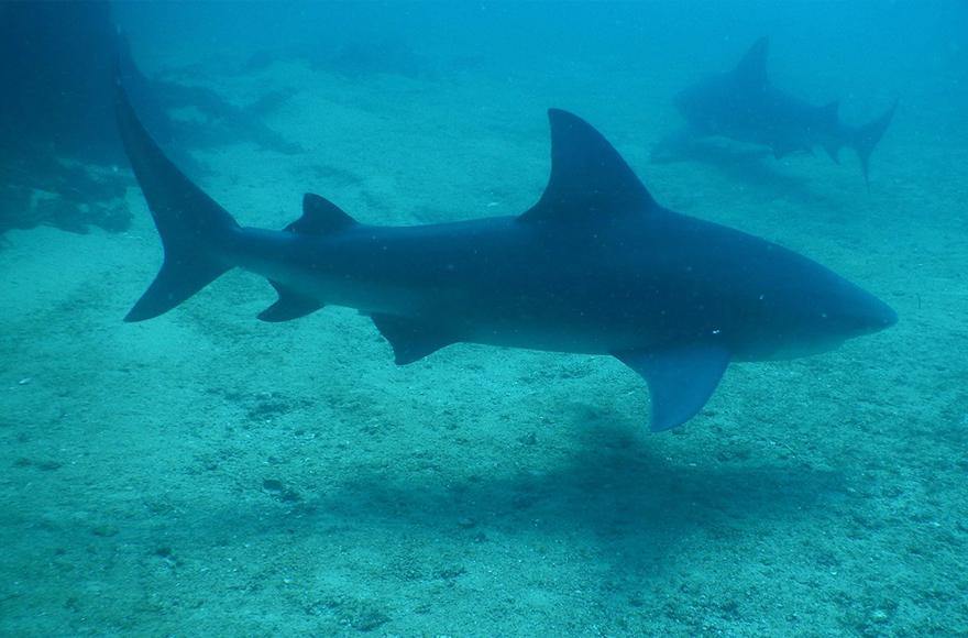 Bull sharks in the rivers - Addict Tackle