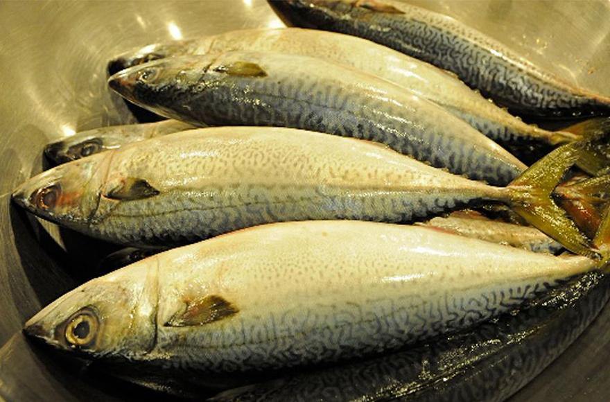 Catching live baits offshore - Addict Tackle