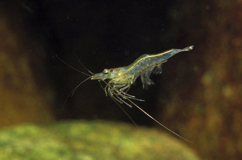 Collecting freshwater shrimp for bait - Addict Tackle