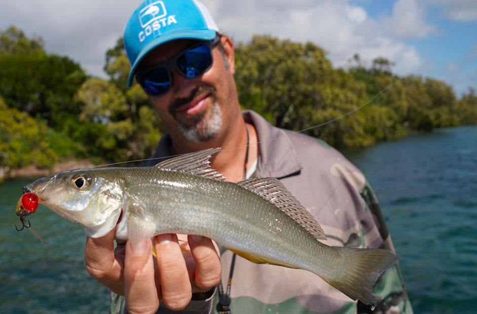 Diver whiting tips - Addict Tackle