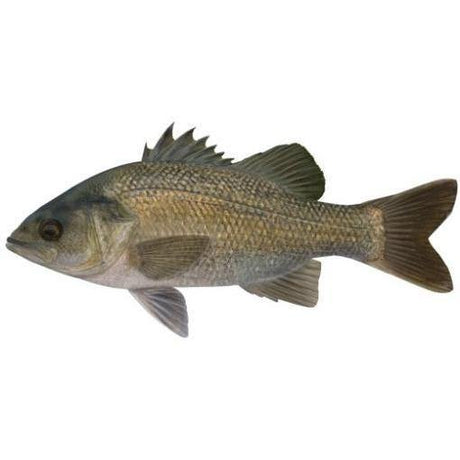 Fish Identification - Australian Bass - Addict Tackle