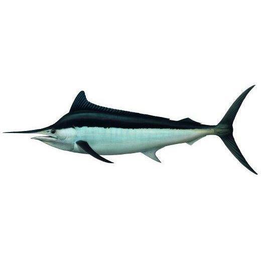 Fish Identification - Black Marlin - Addict Tackle