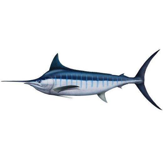 Fish Identification - Blue Marlin – Addict Tackle