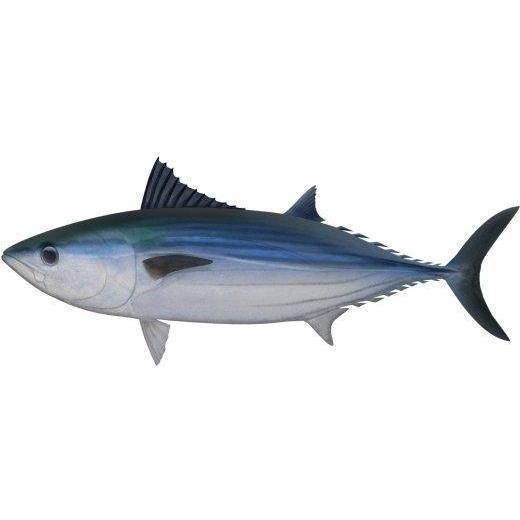 Fish Identification - Bonito - Addict Tackle