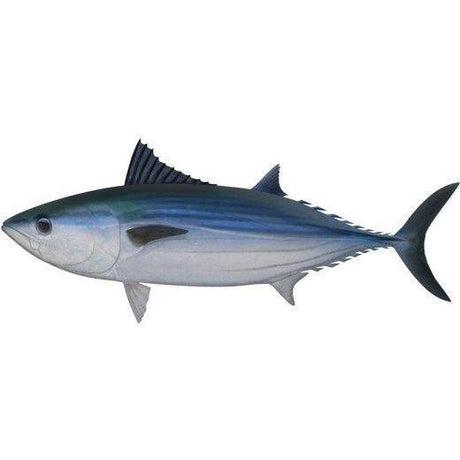 Fish Identification - Bonito - Addict Tackle