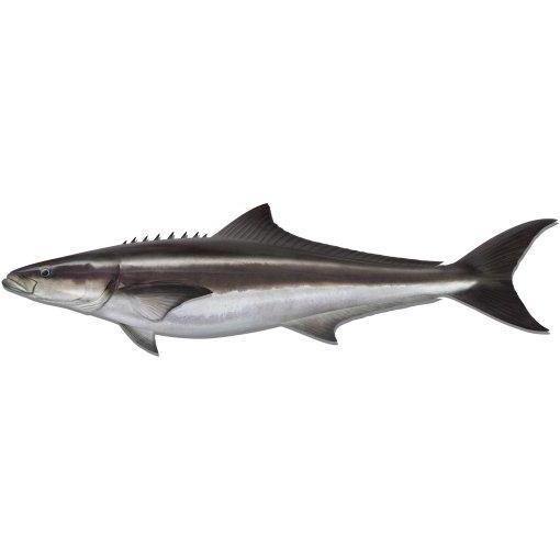 Fish Identification - Cobia by Addict Tackle