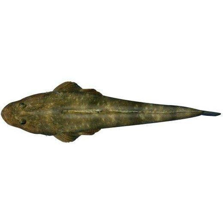 Fish Identification - Flathead (Dusky) - Addict Tackle