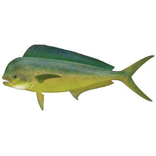 Fish Identification - Mahi Mahi - Addict Tackle