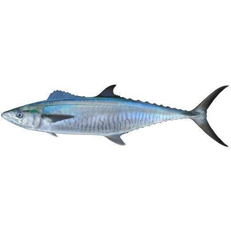 Fish Identification - Spanish Mackerel - Addict Tackle