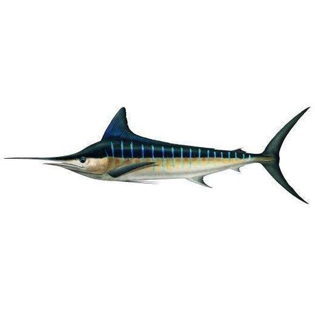 Fish Identification - Striped Marlin - Addict Tackle