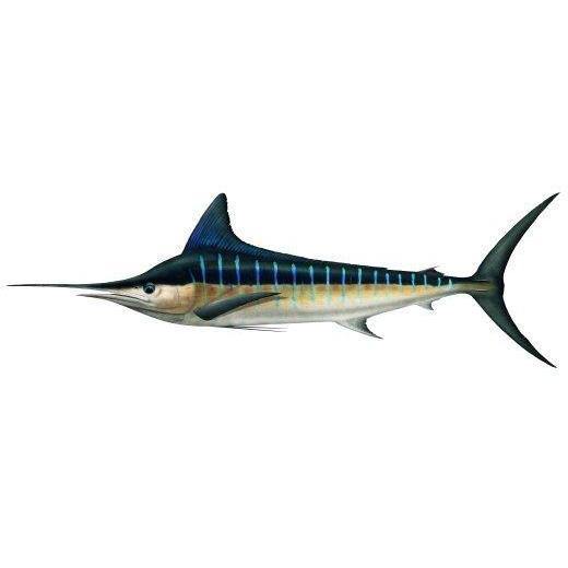 Fish Identification - Striped Marlin by Addict Tackle