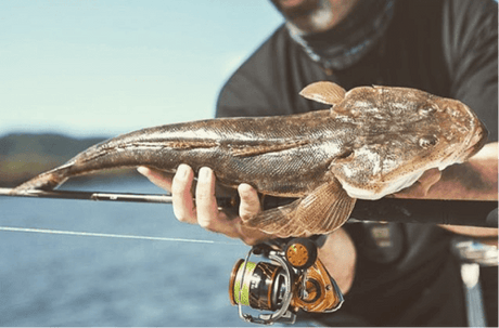 Fishing for Flathead - Addict Tackle