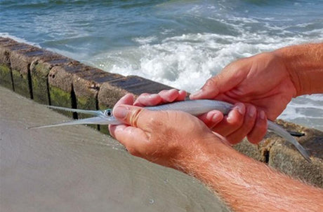 Garfish for the kids - Addict Tackle