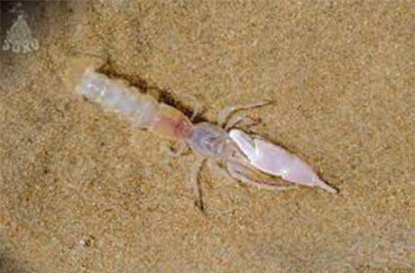 Guide to pumping yabbies - Addict Tackle