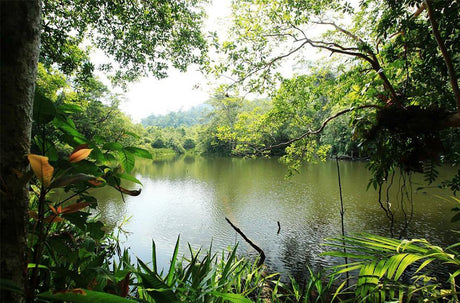 Guide to tropical freshwater - Addict Tackle