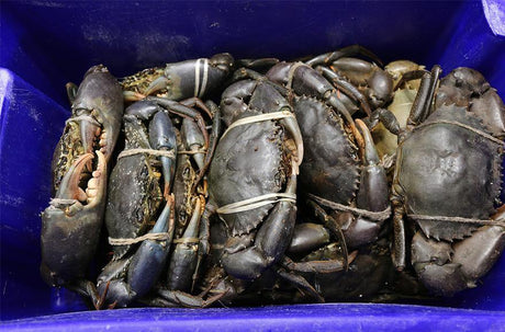 Mud crab basics - Addict Tackle
