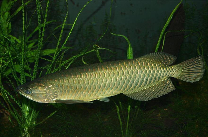 Saratoga secrets - Addict Tackle
