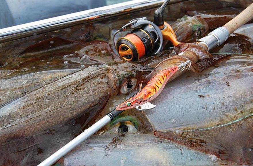 Seeking southern calamari - Addict Tackle