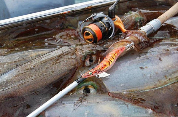 Seeking southern calamari - How to catch Southern Calamari - Addict Tackle