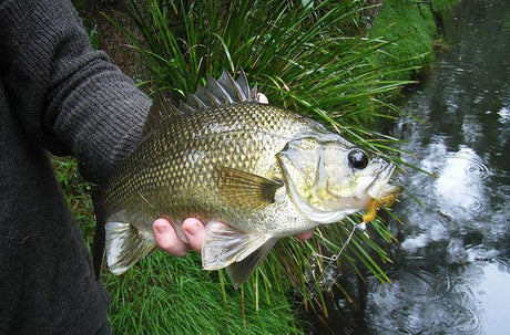 Skinny water bassin’ - Addict Tackle