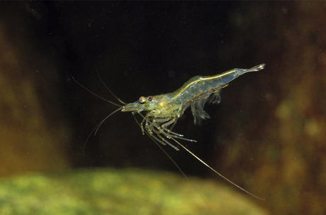 Soaking shrimps in dams - Addict Tackle
