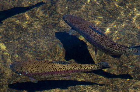 Spinning for stream trout - Addict Tackle