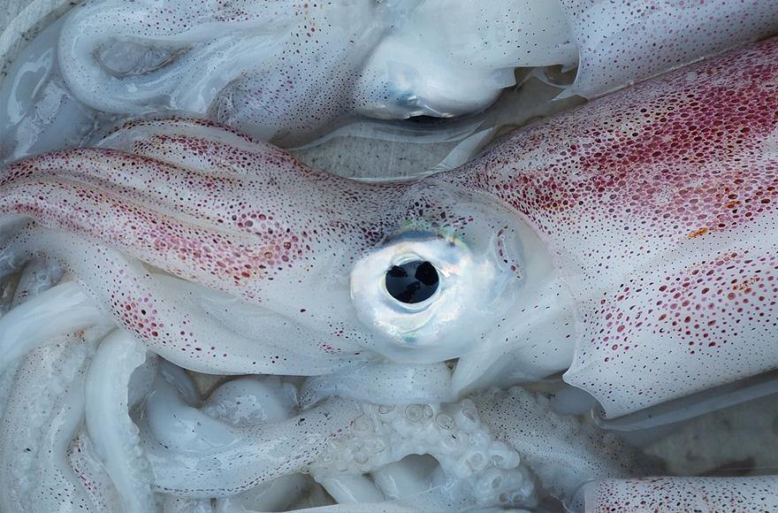 Squid on bait - Addict Tackle