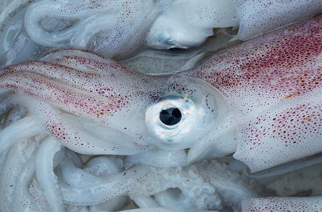 Squid on bait - Addict Tackle