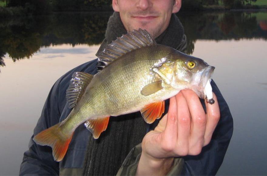 Summer redfin luring - Addict Tackle