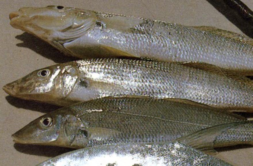 Summer whiting secrets - Addict Tackle