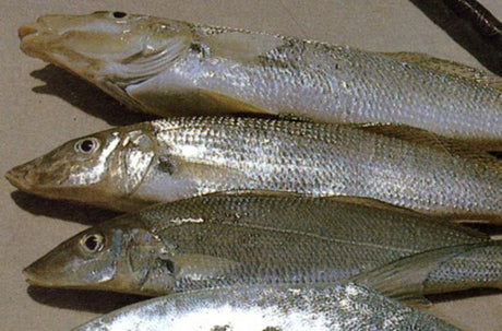 Summer whiting secrets - Addict Tackle