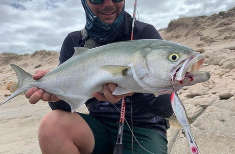 Tailor on lures - Addict Tackle