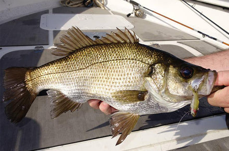 The search for estuary perch - Addict Tackle