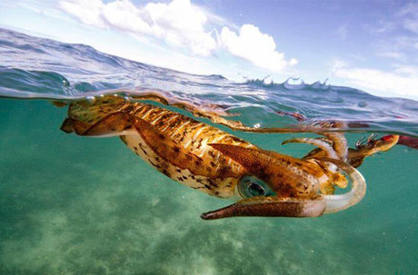 Tiger squid basics - Addict Tackle