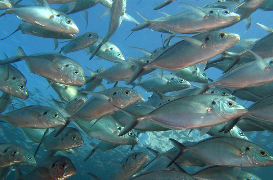 Trevally in the estuaries - Addict Tackle