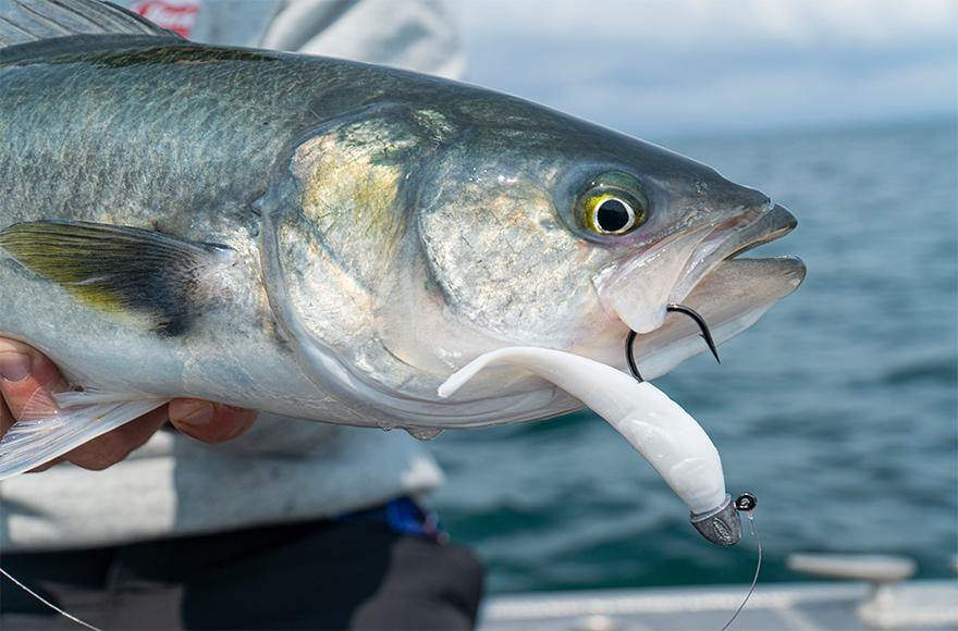 Western Australia salmon run - Addict Tackle
