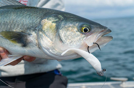 Western Australia salmon run - Addict Tackle