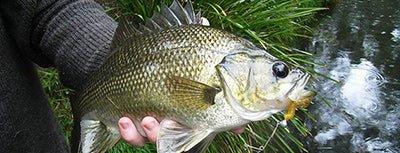 Australian Bass - Addict Tackle