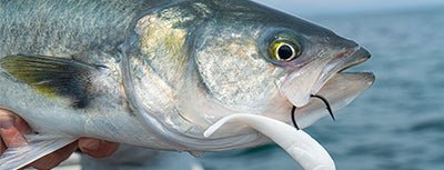 Australian Salmon