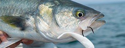 Australian Salmon - Addict Tackle