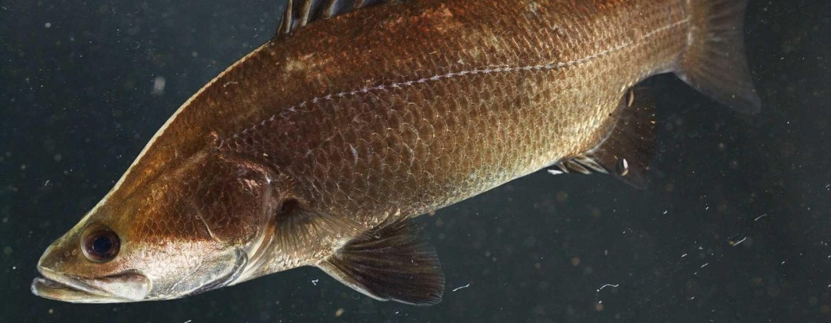 Barramundi